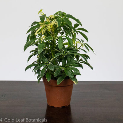 Umbrella Plant Variegated - Gold Leaf Botanicals