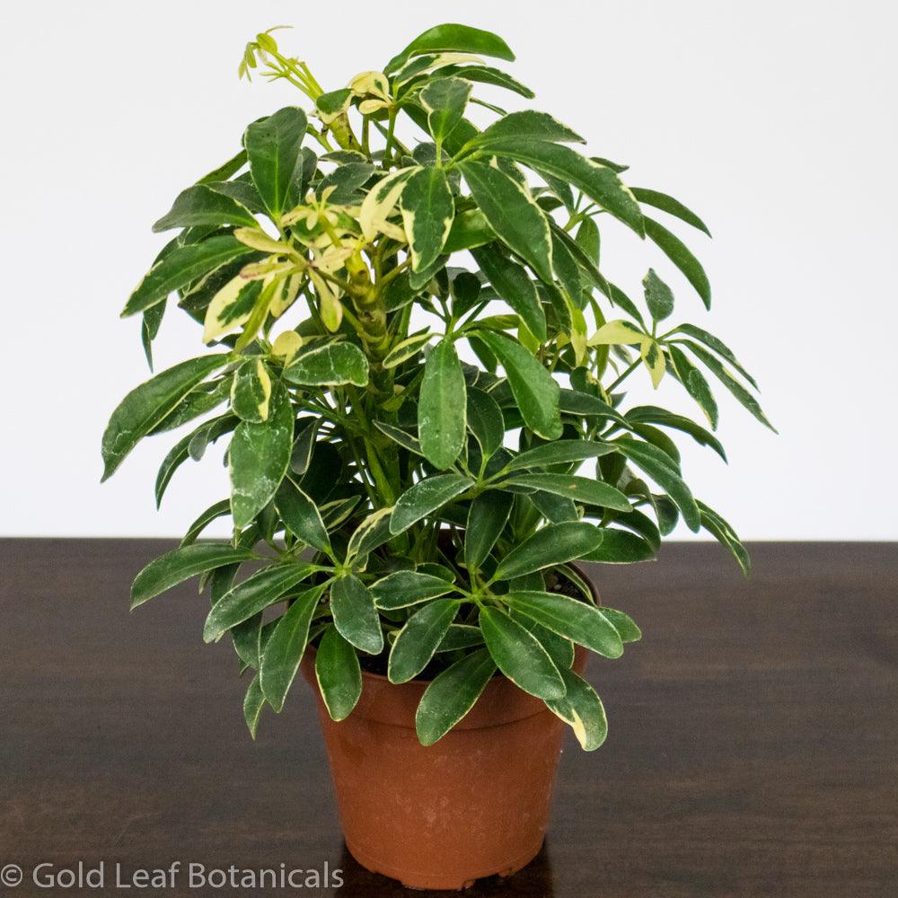 Umbrella Plant Variegated - Gold Leaf Botanicals