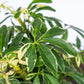 Umbrella Plant Variegated - Gold Leaf Botanicals