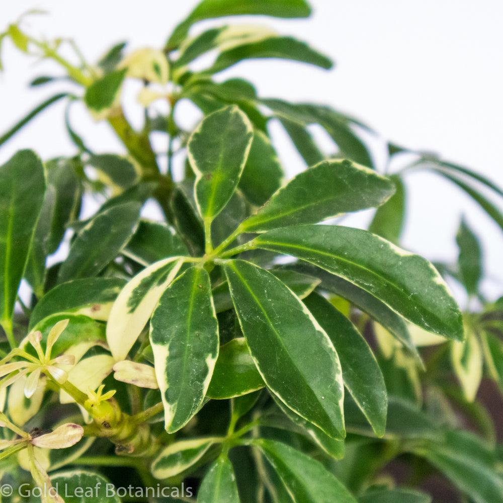 Umbrella Plant Variegated - Gold Leaf Botanicals