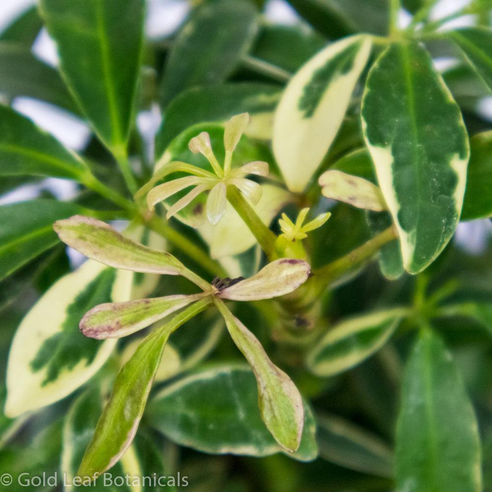 Umbrella Plant Variegated - Gold Leaf Botanicals