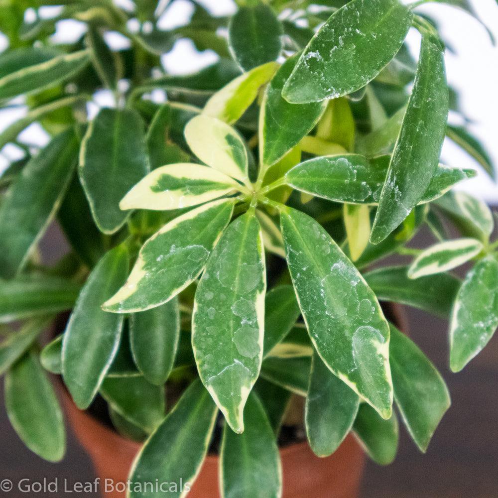 Umbrella Plant Variegated - Gold Leaf Botanicals