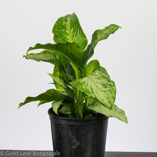 Dieffenbachia Panther - Gold Leaf Botanicals