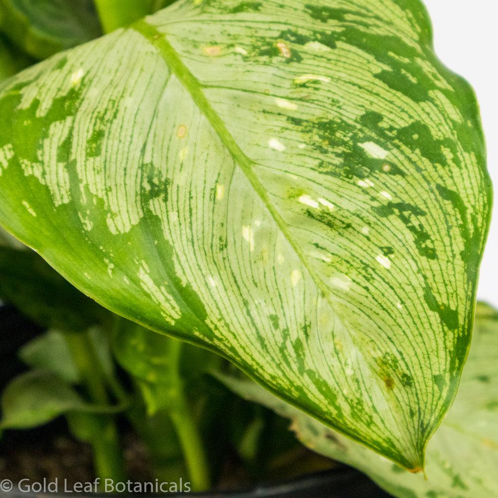 Dieffenbachia Panther - Gold Leaf Botanicals