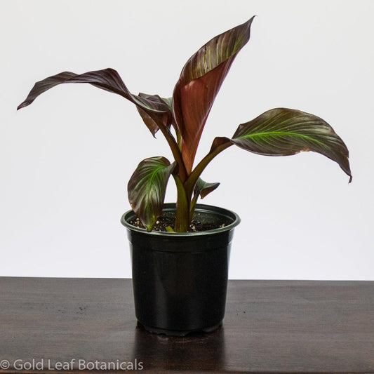 Red Banana Plant - Gold Leaf Botanicals