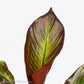 Red Banana Plant - Gold Leaf Botanicals