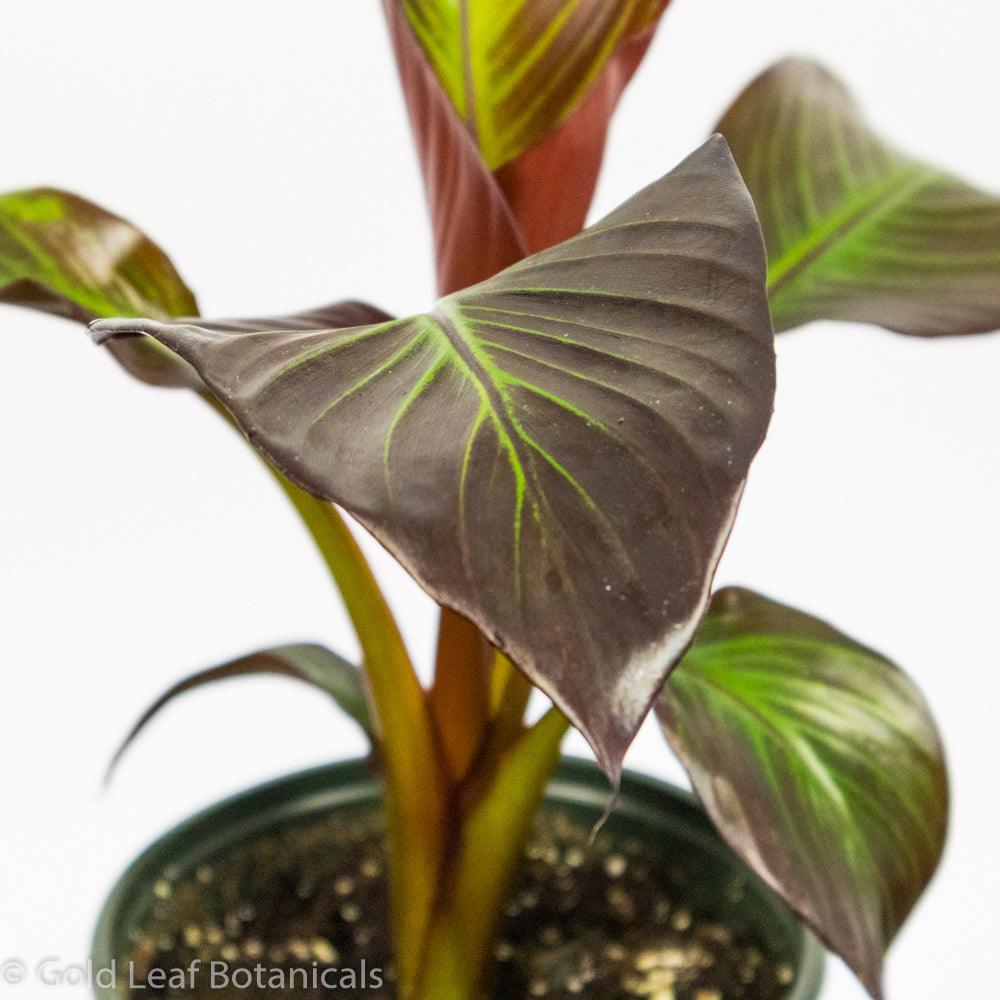 Red Banana Plant - Gold Leaf Botanicals