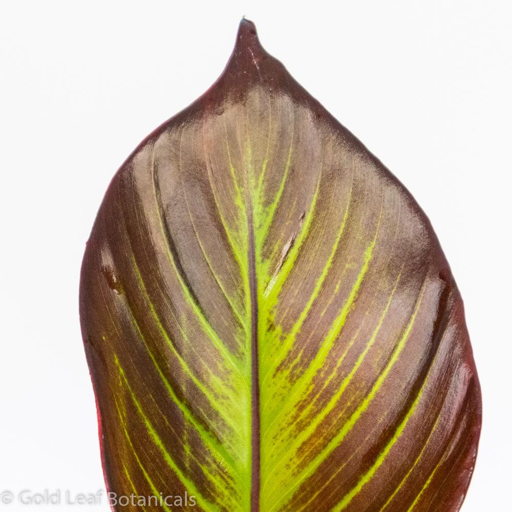 Red Banana Plant - Gold Leaf Botanicals