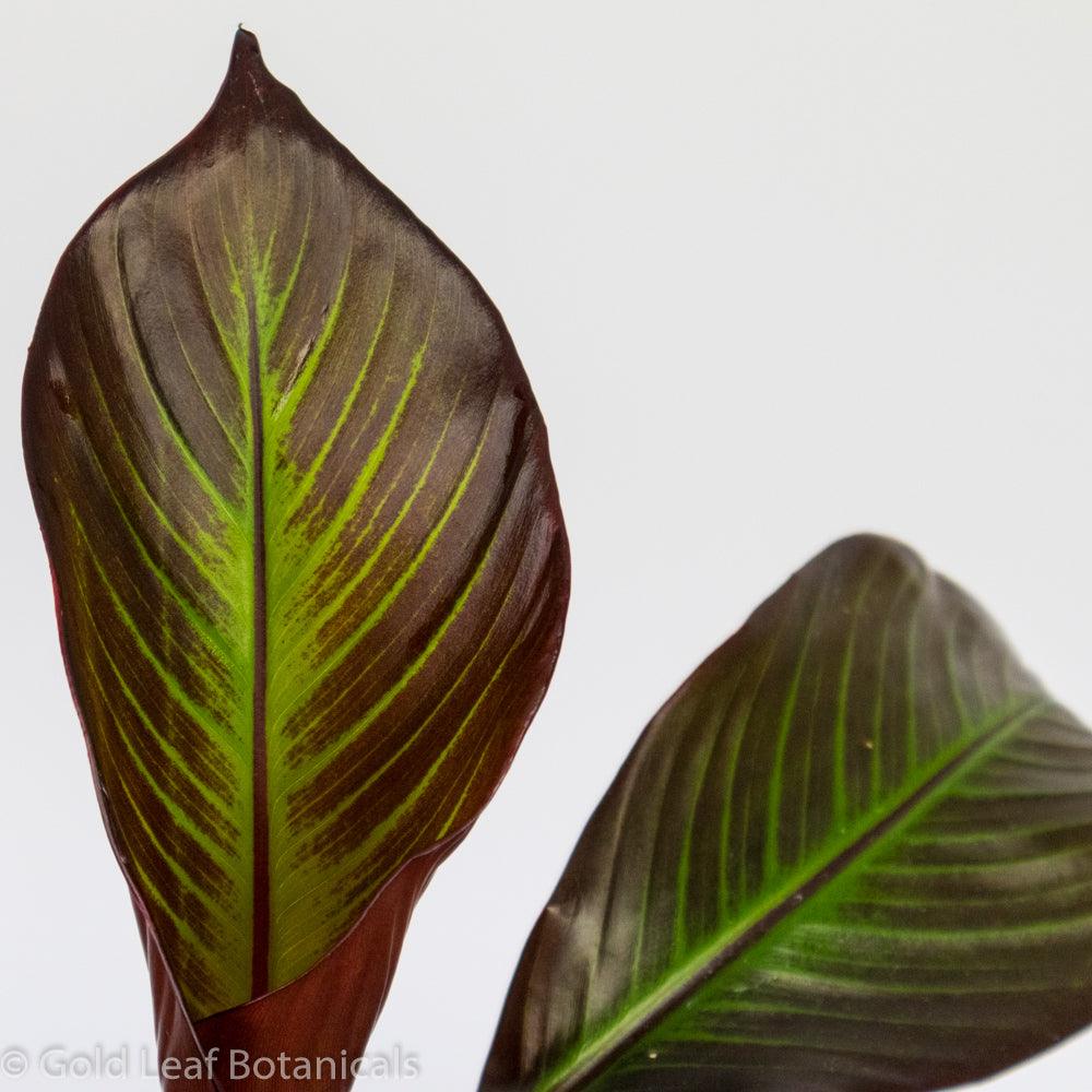 Red Banana Plant - Gold Leaf Botanicals