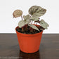 Begonia Rex Duarten - Gold Leaf Botanicals