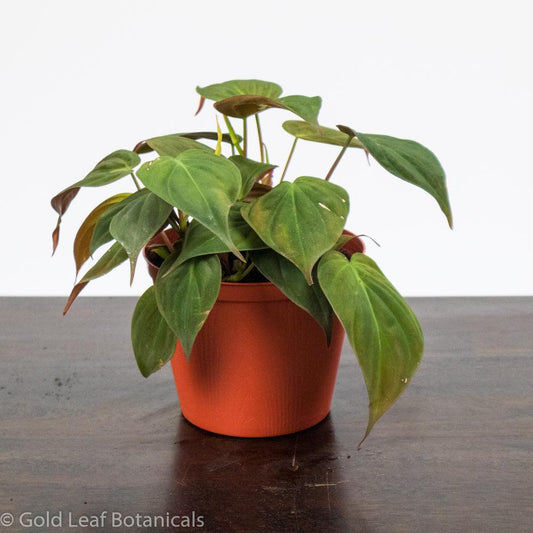 Philodendron Micans - Gold Leaf Botanicals