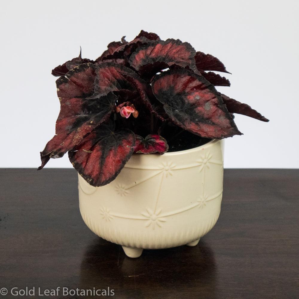 Begonia Rex Red Kiss - Gold Leaf Botanicals