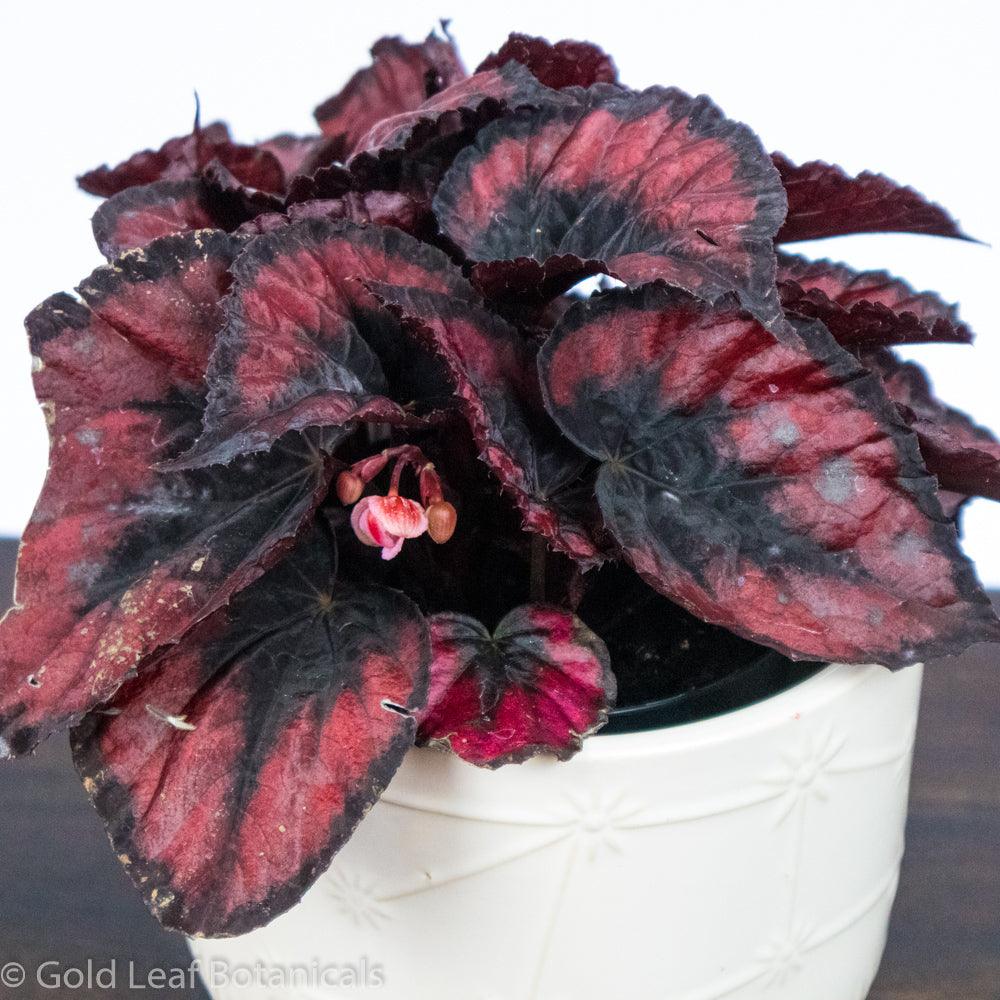 Begonia Rex Red Kiss - Gold Leaf Botanicals