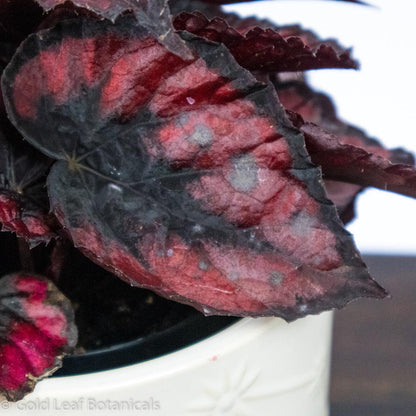 Begonia Rex Red Kiss - Gold Leaf Botanicals