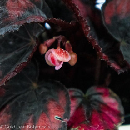 Begonia Rex Red Kiss - Gold Leaf Botanicals