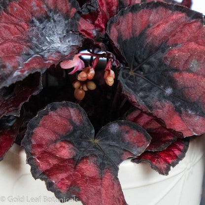 Begonia Rex Red Kiss - Gold Leaf Botanicals