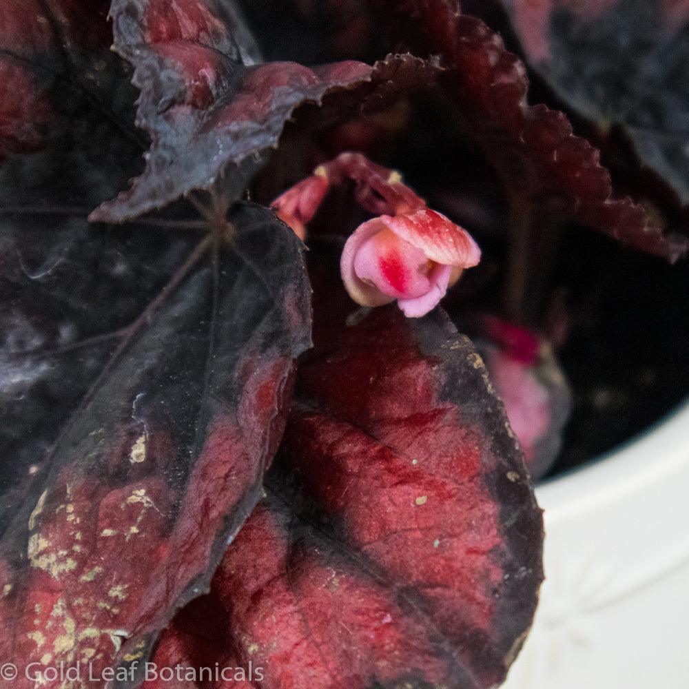 Begonia Rex Red Kiss - Gold Leaf Botanicals