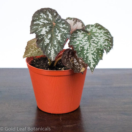Begonia Rex Angel Wing - Gold Leaf Botanicals