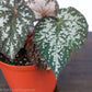 Begonia Rex Angel Wing - Gold Leaf Botanicals