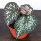 Begonia Rex Angel Wing - Gold Leaf Botanicals