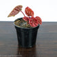 Peperomia Red Ripple - Gold Leaf Botanicals