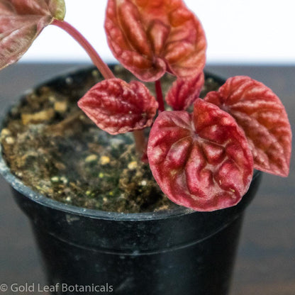 Peperomia Red Ripple - Gold Leaf Botanicals