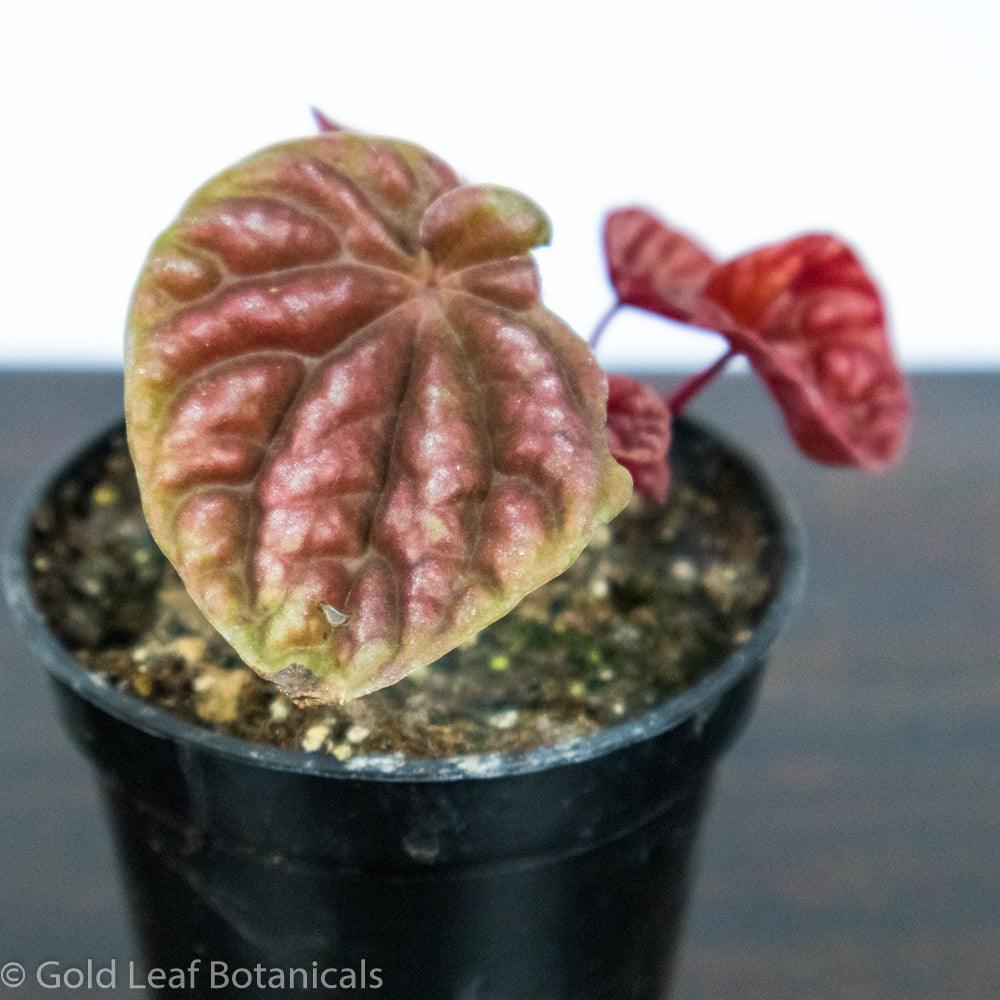 Peperomia Red Ripple - Gold Leaf Botanicals