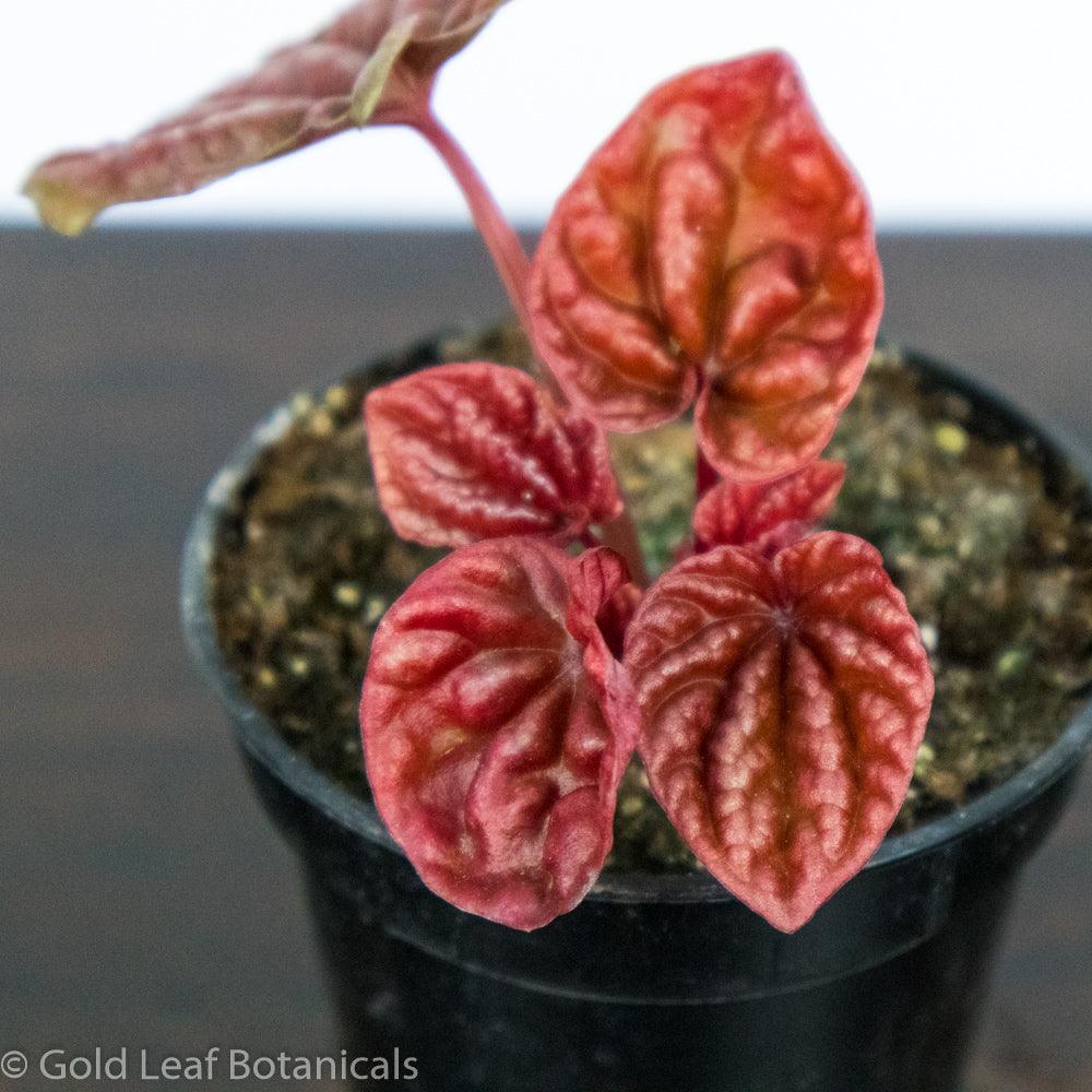 Peperomia Red Ripple - Gold Leaf Botanicals