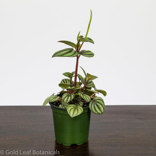 Peperomia Picalo Banda - Gold Leaf Botanicals