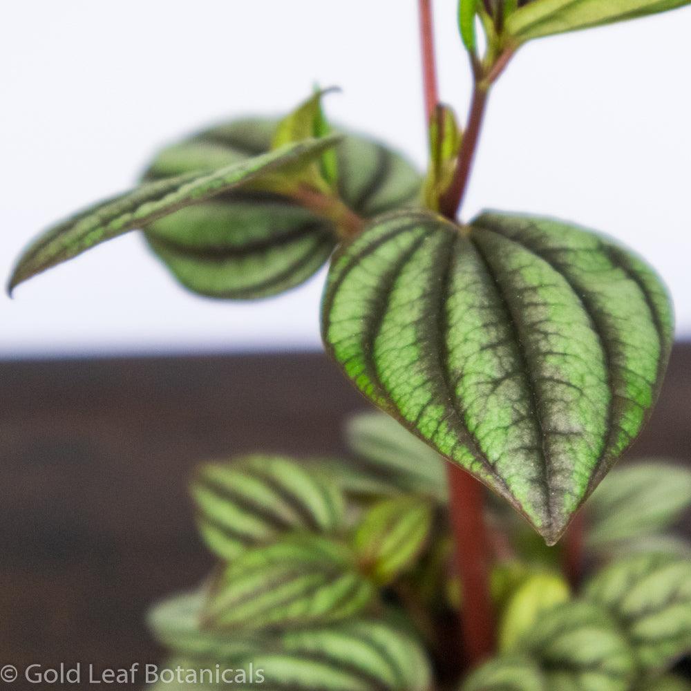 Peperomia Picalo Banda - Gold Leaf Botanicals