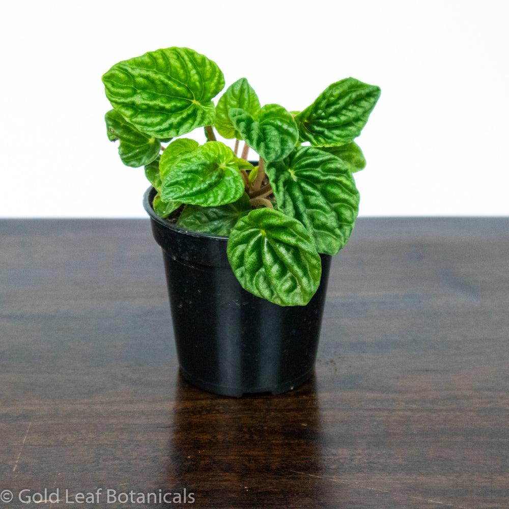 Peperomia Emerald Ripple Green - Gold Leaf Botanicals