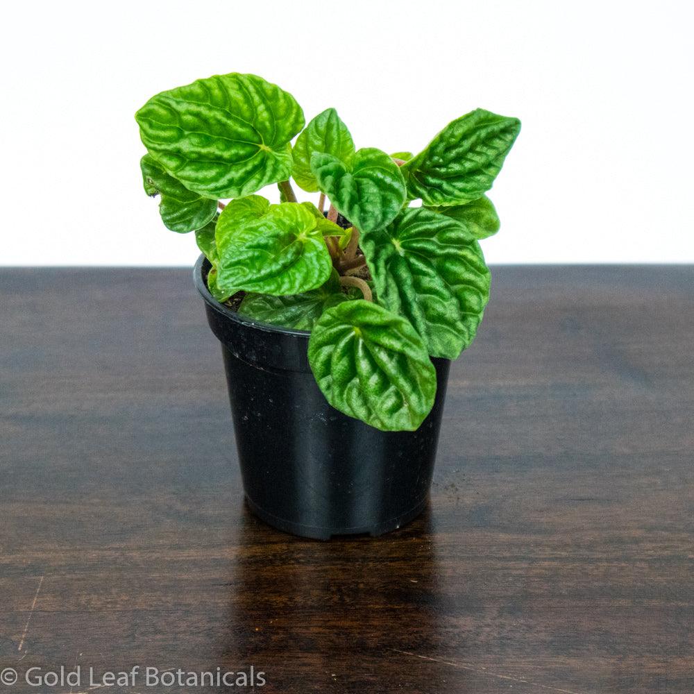 Peperomia Emerald Ripple Green - Gold Leaf Botanicals