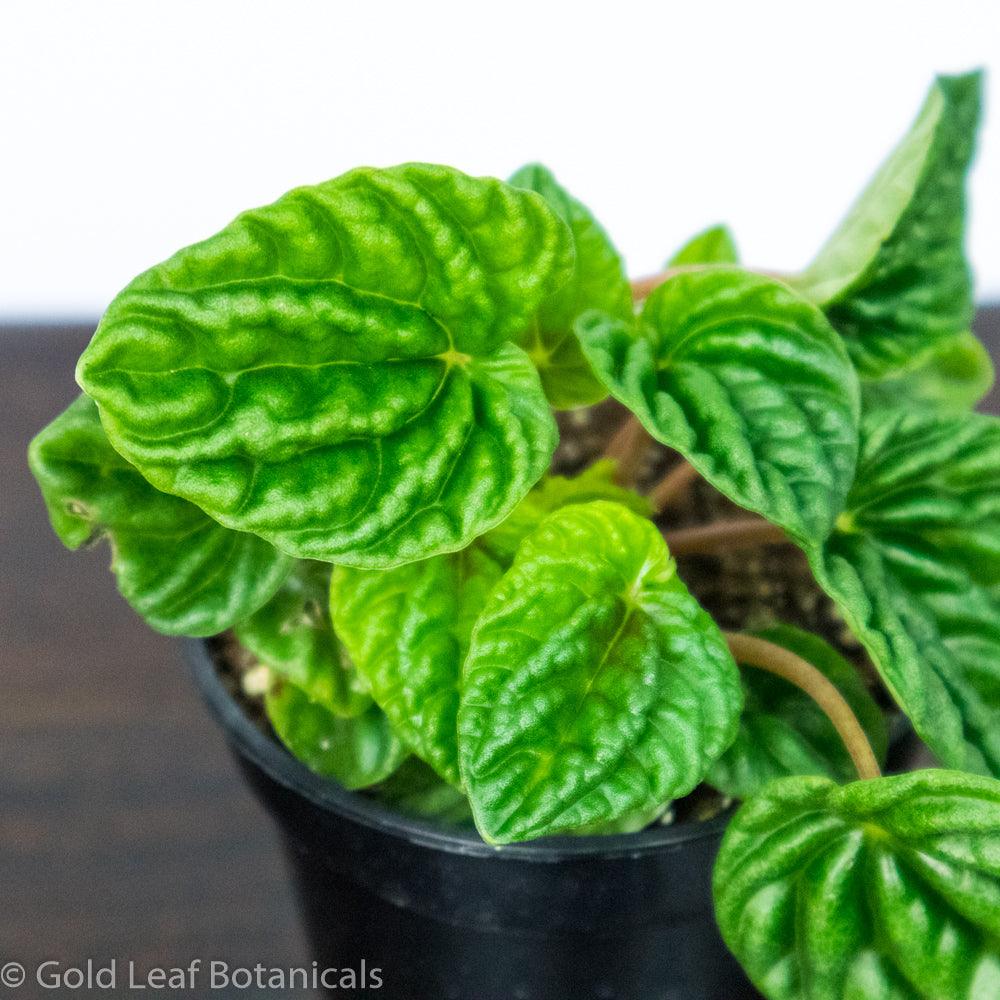 Peperomia Emerald Ripple Green - Gold Leaf Botanicals