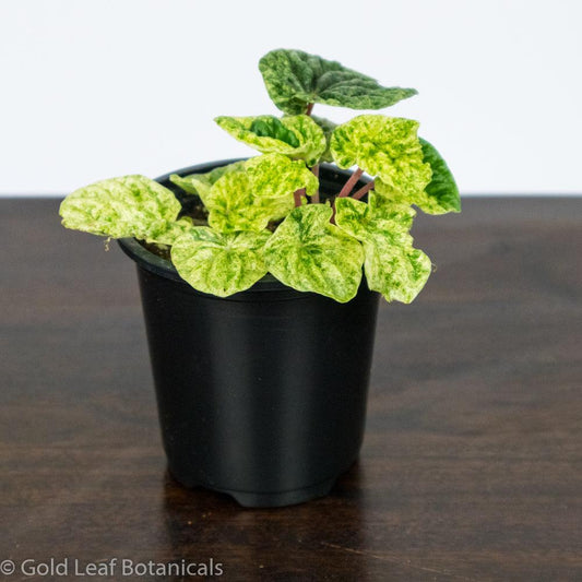 Peperomia Ripple Variegated - Gold Leaf Botanicals