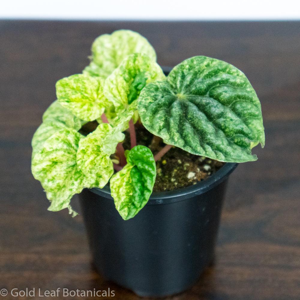 Peperomia Ripple Variegated - Gold Leaf Botanicals