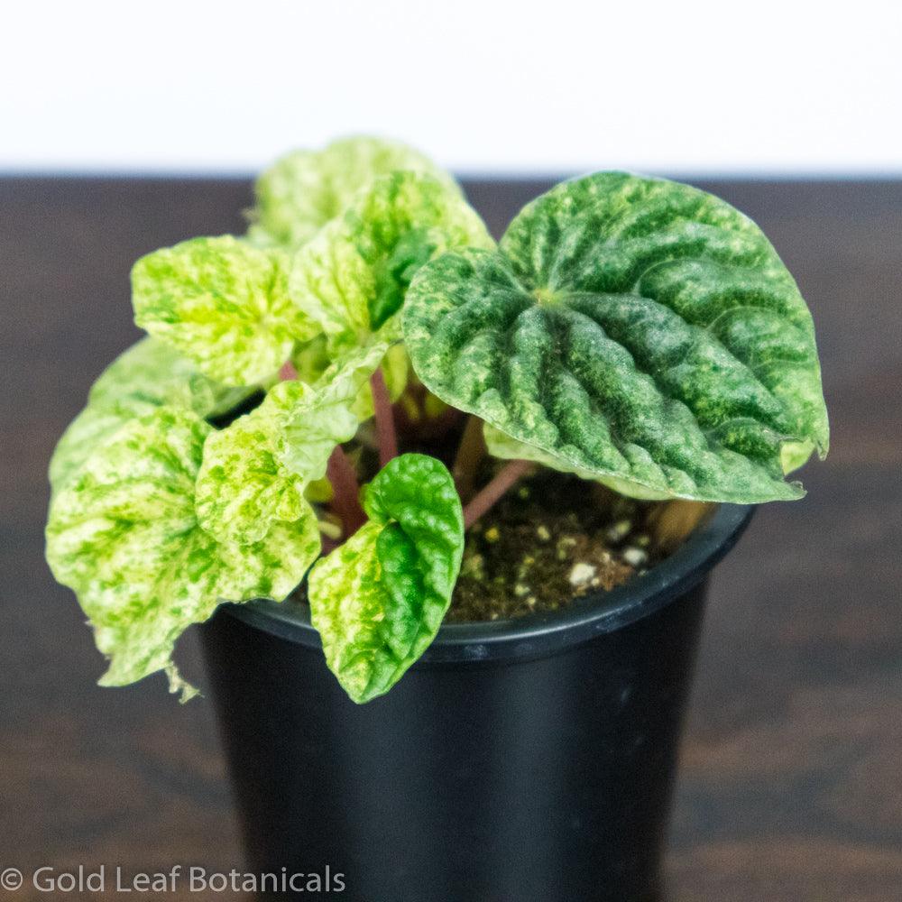 Peperomia Ripple Variegated - Gold Leaf Botanicals