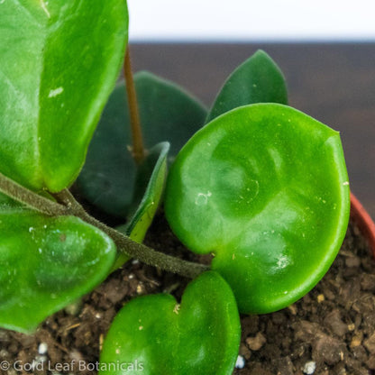 Hoya Chelsea propagation