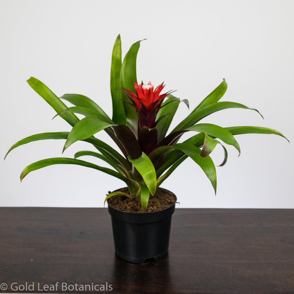 Red-White Bromeliad - Gold Leaf Botanicals