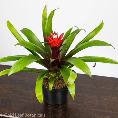 Red-White Bromeliad - Gold Leaf Botanicals