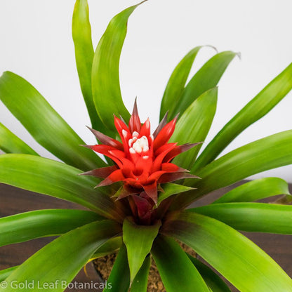 Red-White Bromeliad - Gold Leaf Botanicals