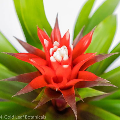 Red-White Bromeliad - Gold Leaf Botanicals