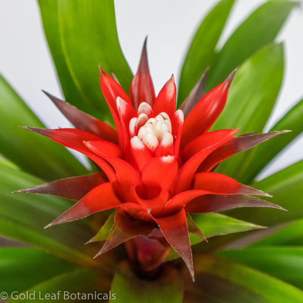 Red-White Bromeliad - Gold Leaf Botanicals