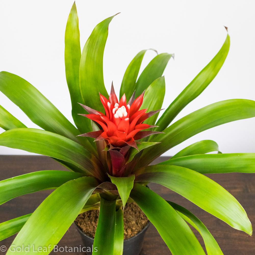 Red-White Bromeliad - Gold Leaf Botanicals