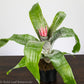 Silver Vase Bromeliad - Gold Leaf Botanicals