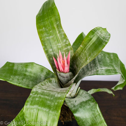 Silver Vase Bromeliad - Gold Leaf Botanicals