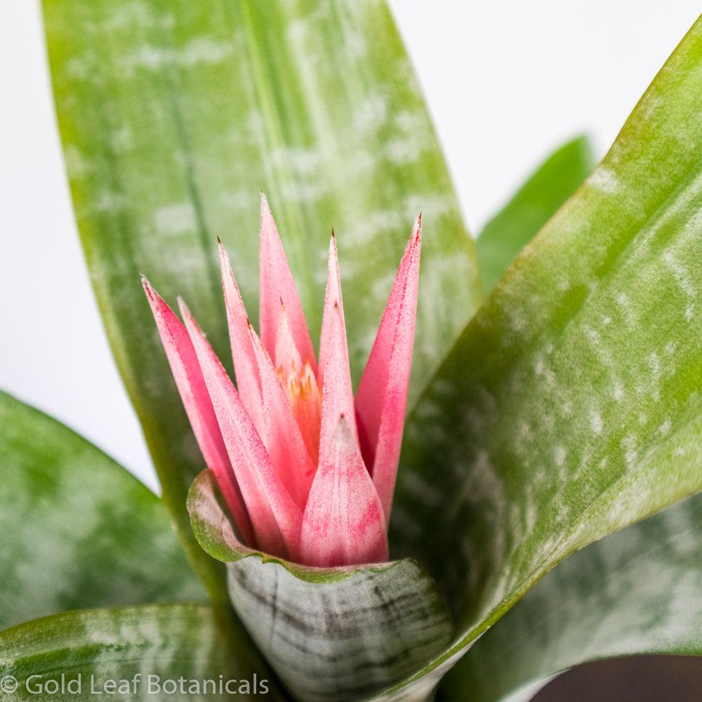 Silver Vase Bromeliad - Gold Leaf Botanicals