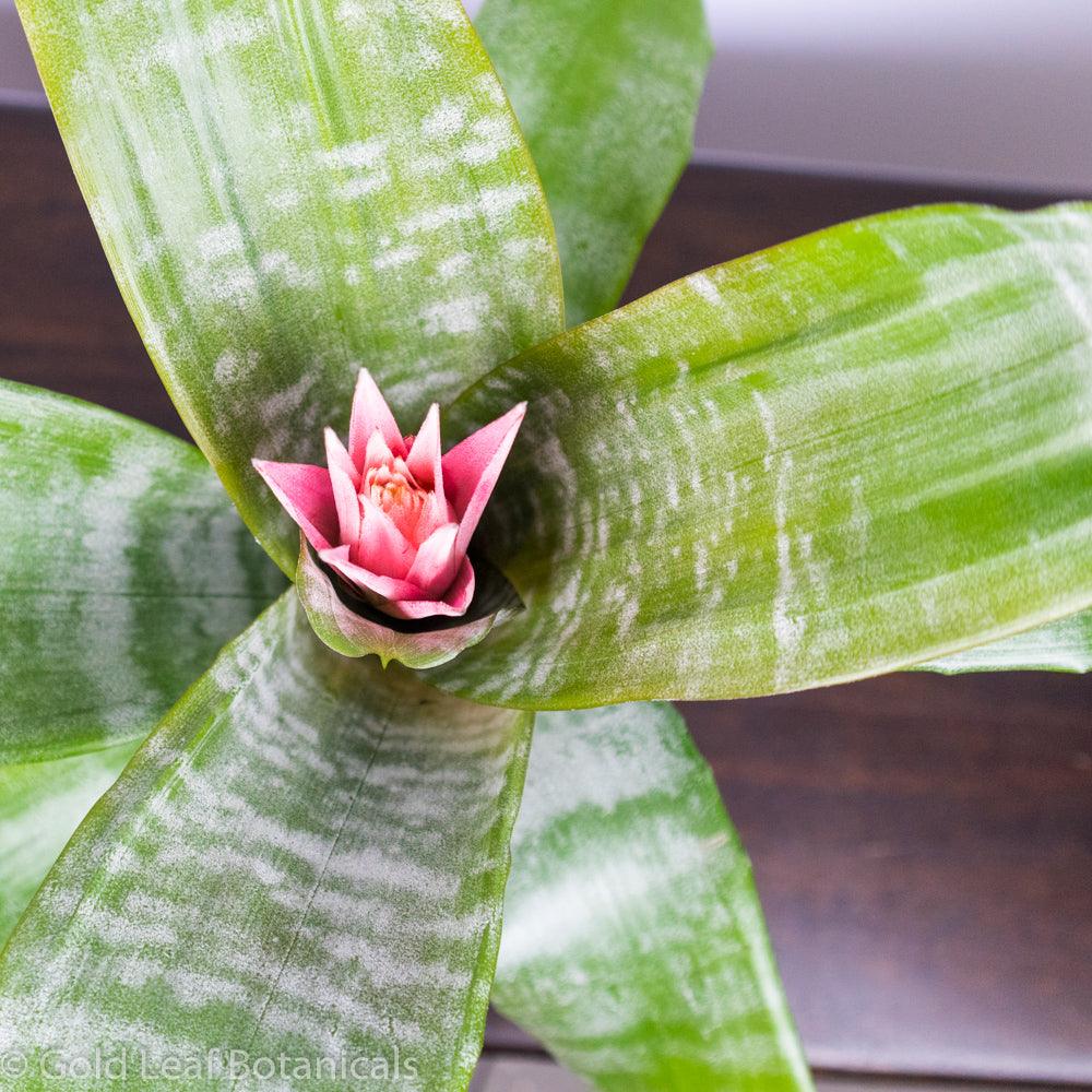 Silver Vase Bromeliad - Gold Leaf Botanicals