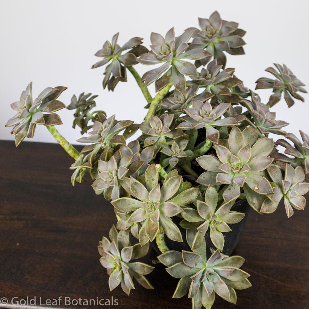 Ghost Plant (Mother of Pearl) - Gold Leaf Botanicals