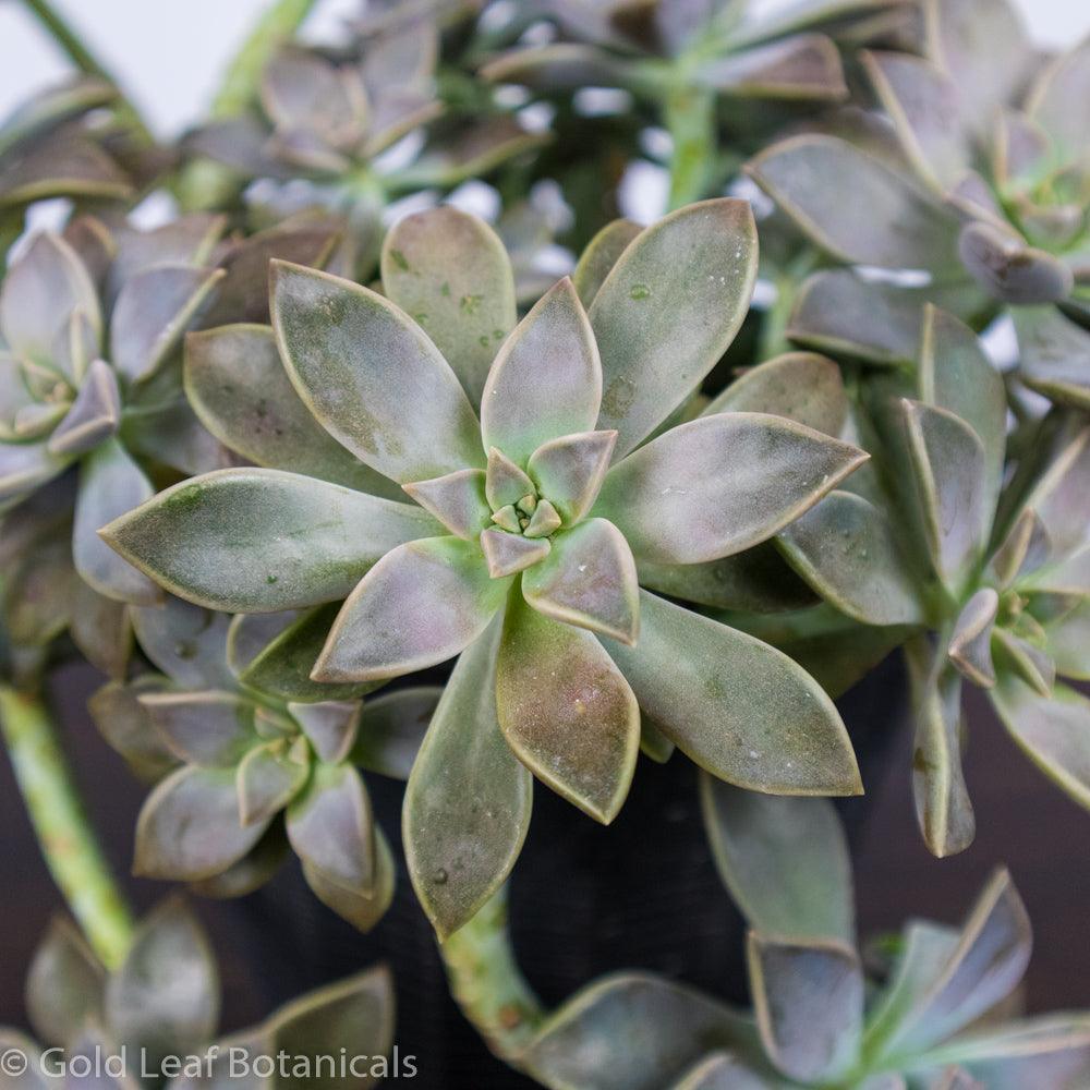 Ghost Plant (Mother of Pearl) - Gold Leaf Botanicals