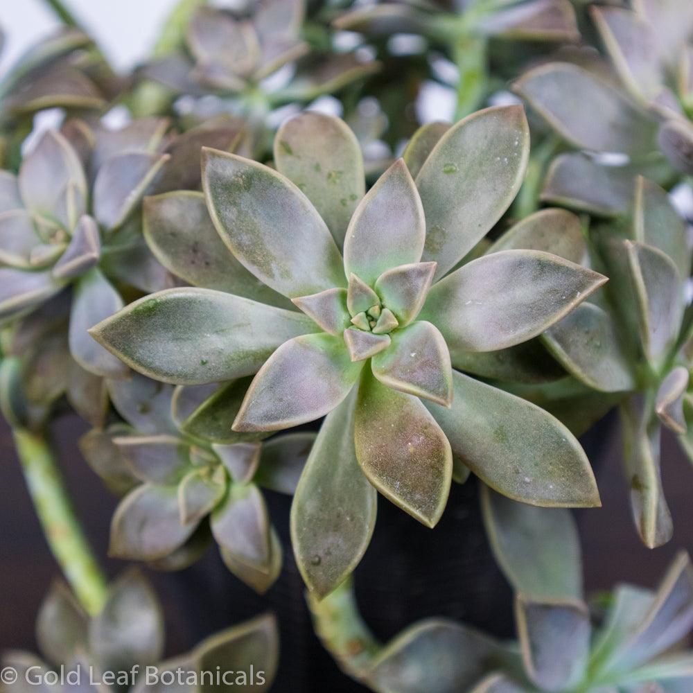 Ghost Plant (Mother of Pearl) - Gold Leaf Botanicals